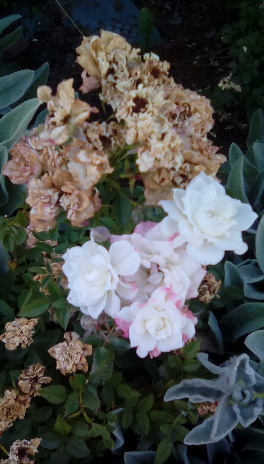 IMG_20170920_163530.jpg