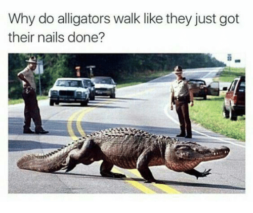 why-do-alligators-walk-like-they-just-got-their-nails-4527449.png