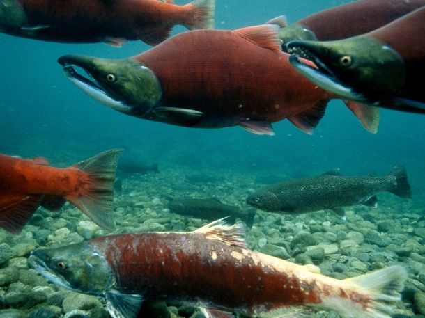 21294_sockeye-salmon-swimming-upriver_mawkrnnofdejaaqpr4bxrhk5ihncurxrbvj6lwuht2ya6mzmafma_610x457.jpg