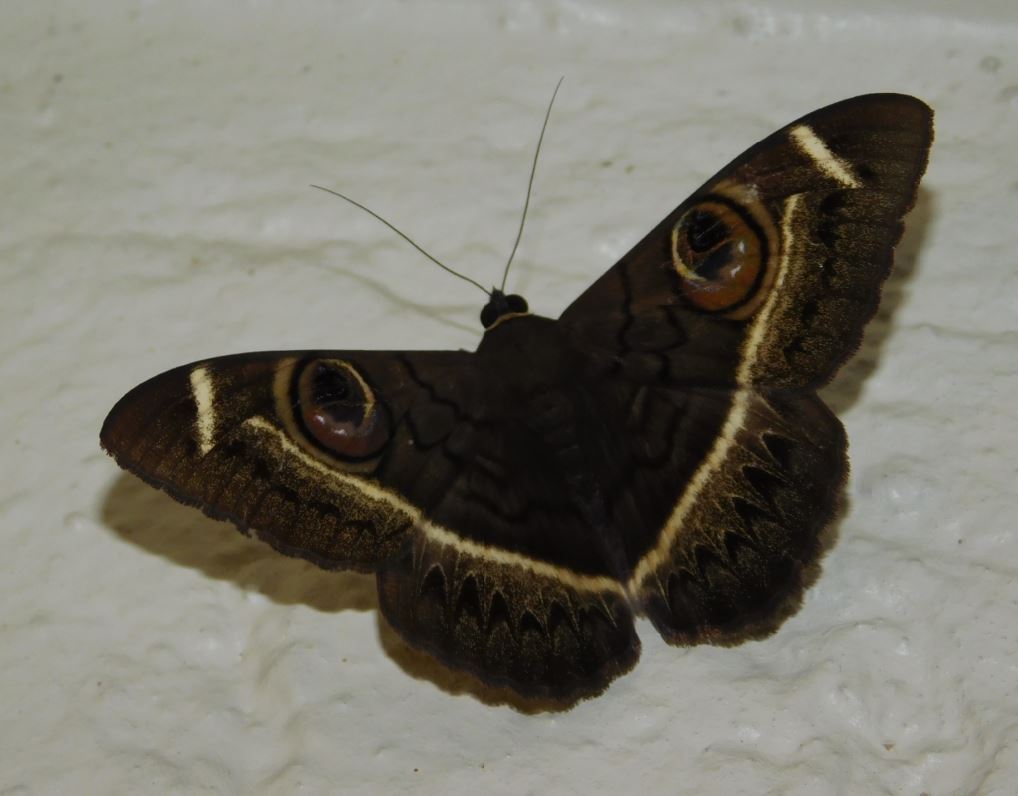 eyed moth.JPG