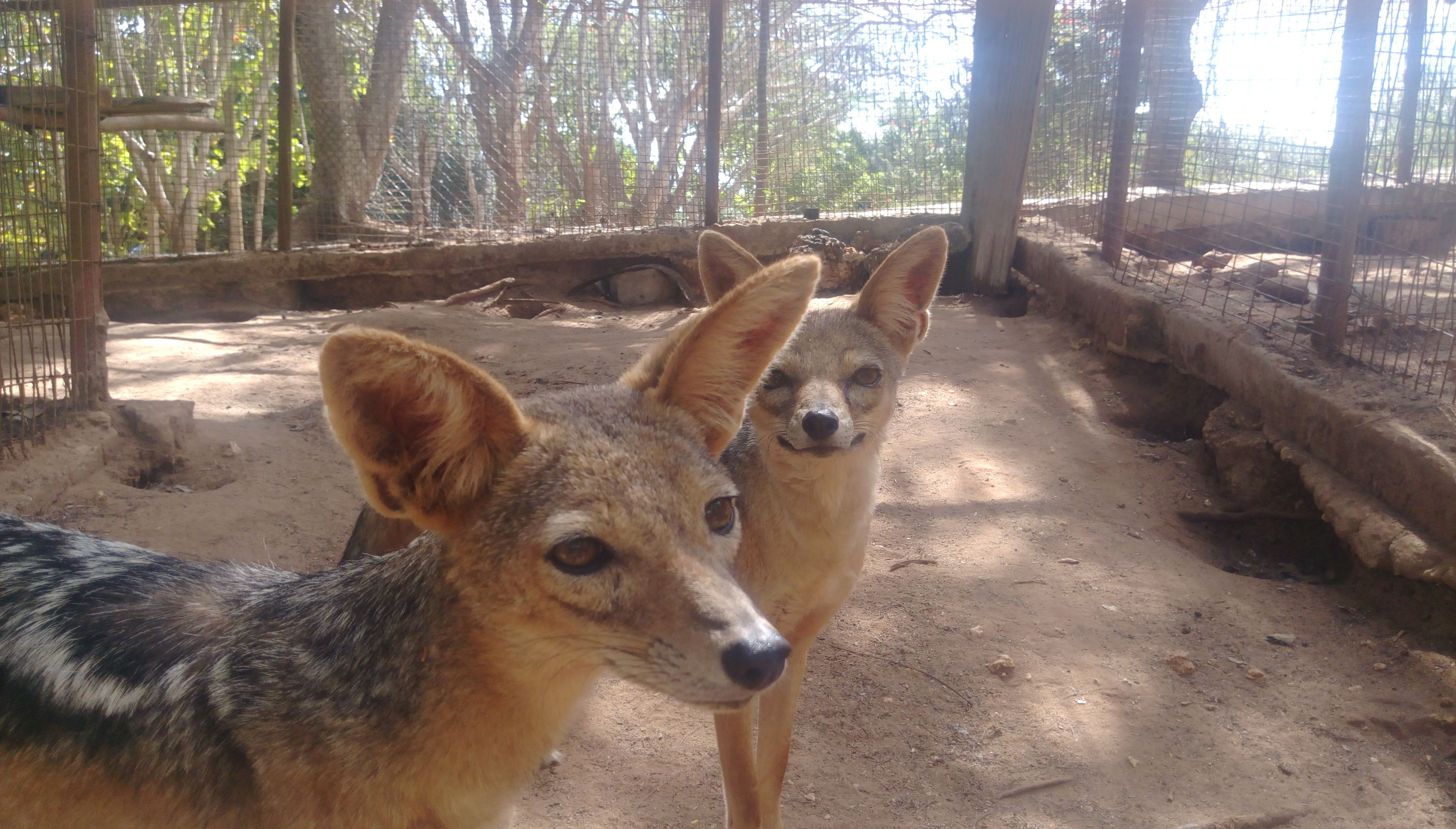 Gülen Çöl Tilkileri(Laugh desert foxes ).jpg