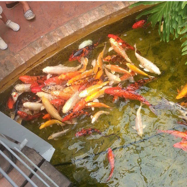 peces multicolores sambil.jpg