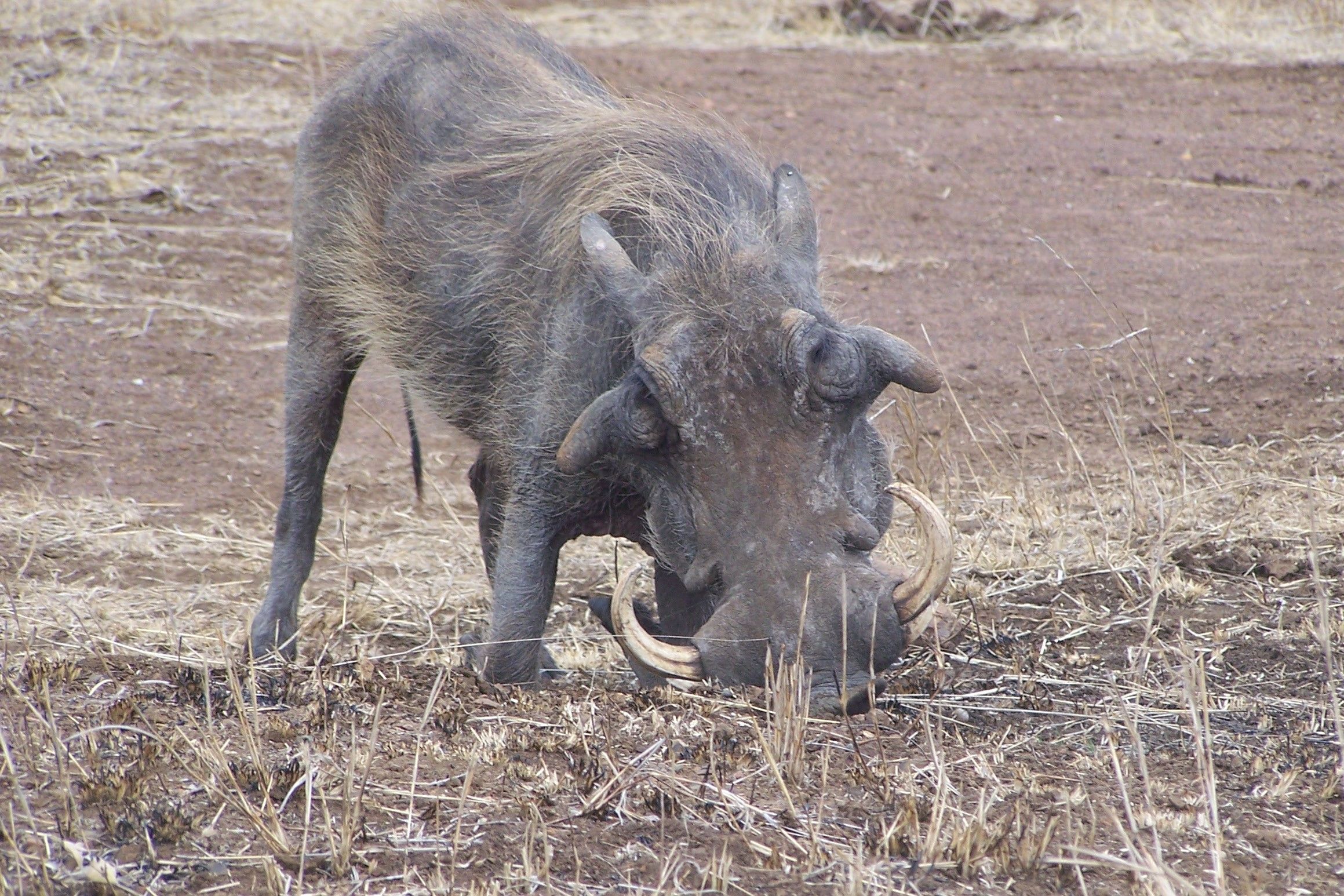 KNP Satara-Lower Sabi 2009 387.JPG