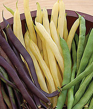 garden bean tri color.jpg