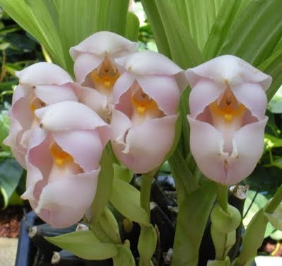cradle-orchid.jpg
