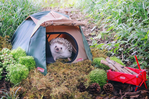 hedgehog-camping.png