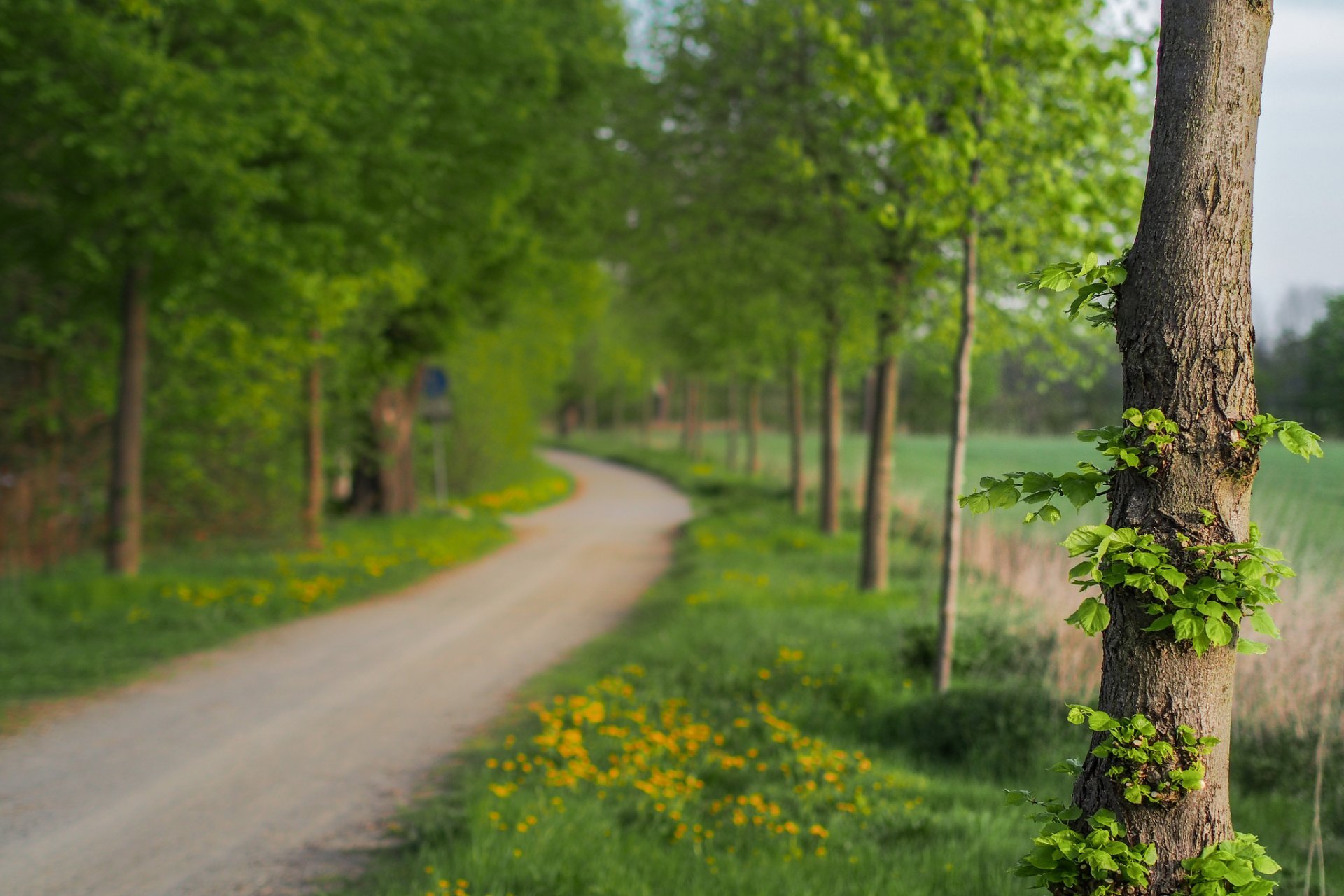 nature-close-up-nature-tree-tree-leaves-leaves-green-flower-flowers-track-path-blur-background-wallpaper-widescreen-full-screen-widescreen-hd-wallpapers-background-wallpaper-widescreen-fullscreen-wide.jpg