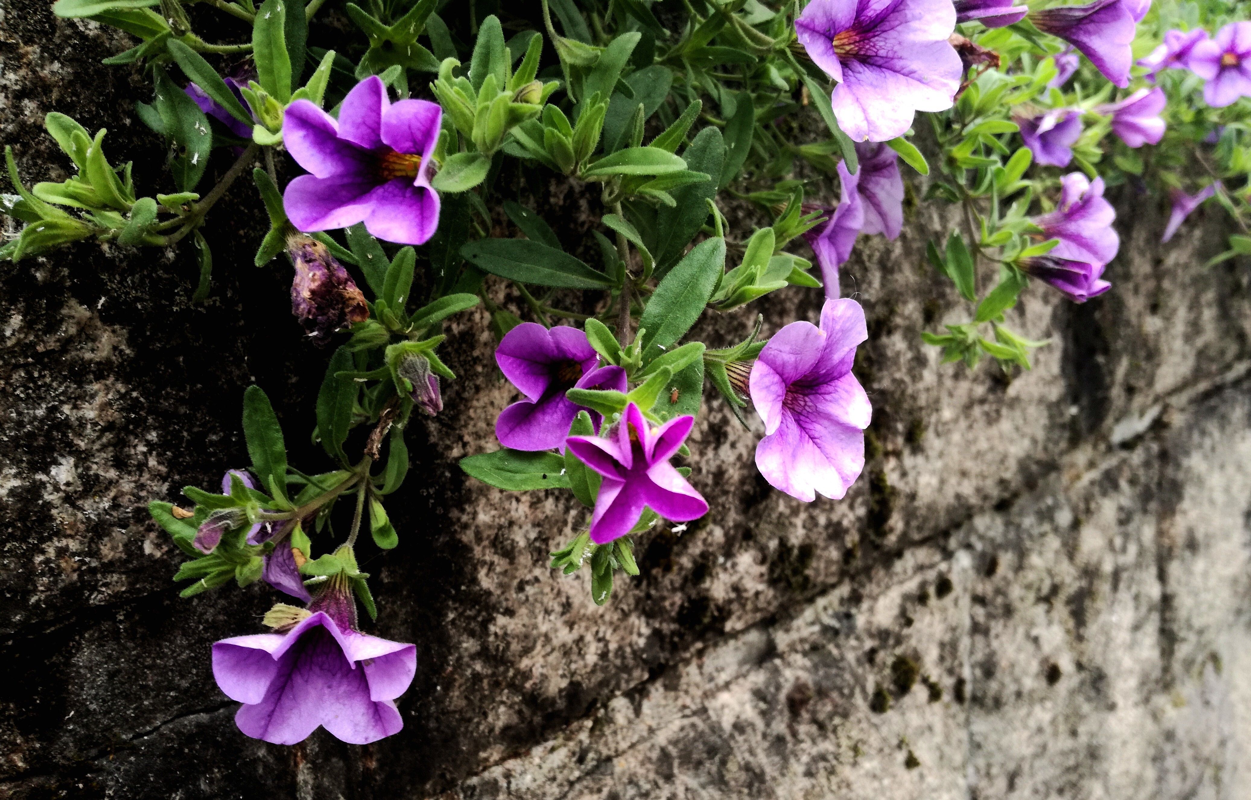 streetflowers.jpg