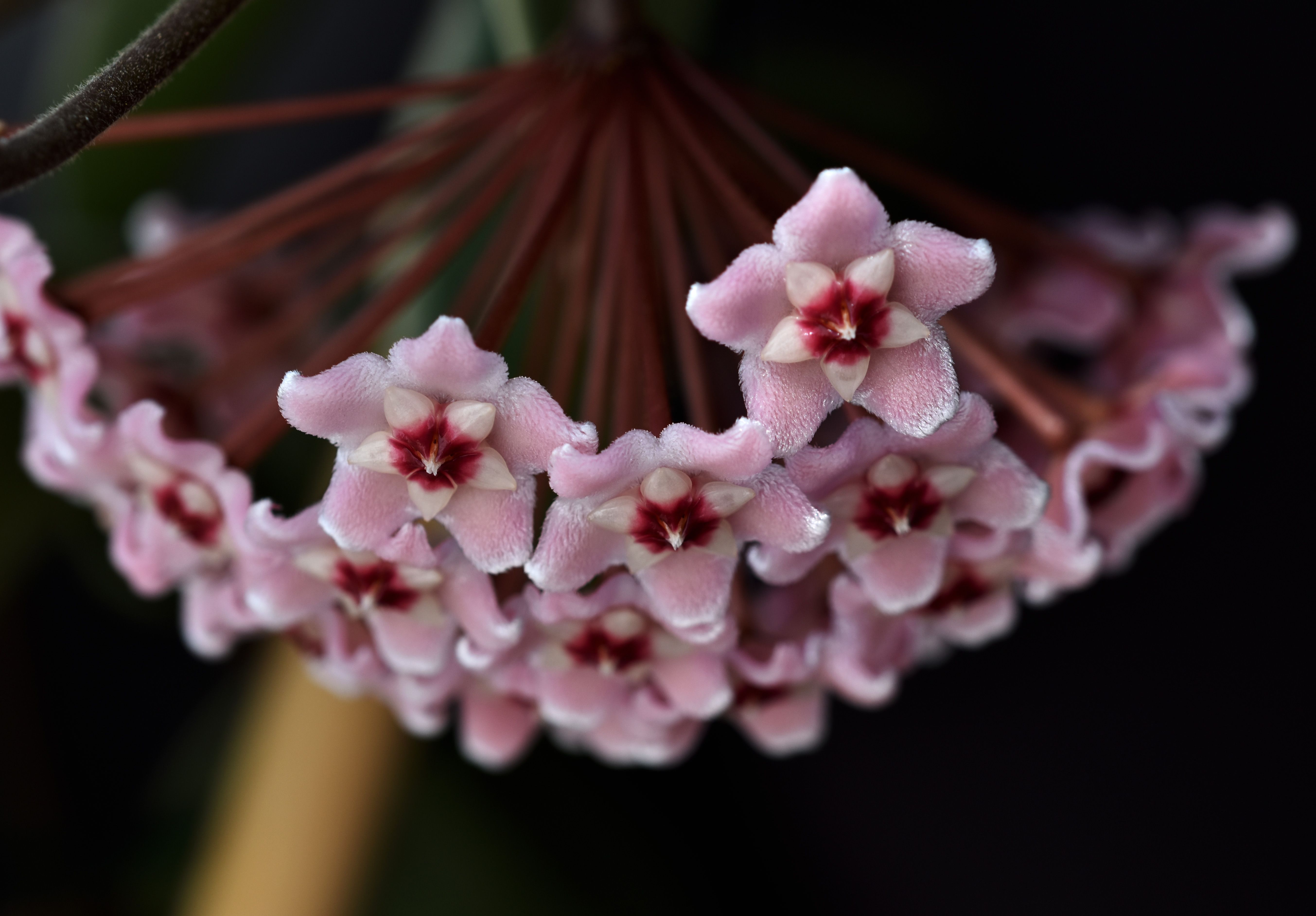 Hoya flower 5.jpg