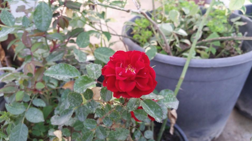Rose.png