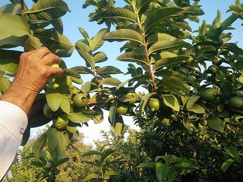 guava-1909849_960_720.jpg