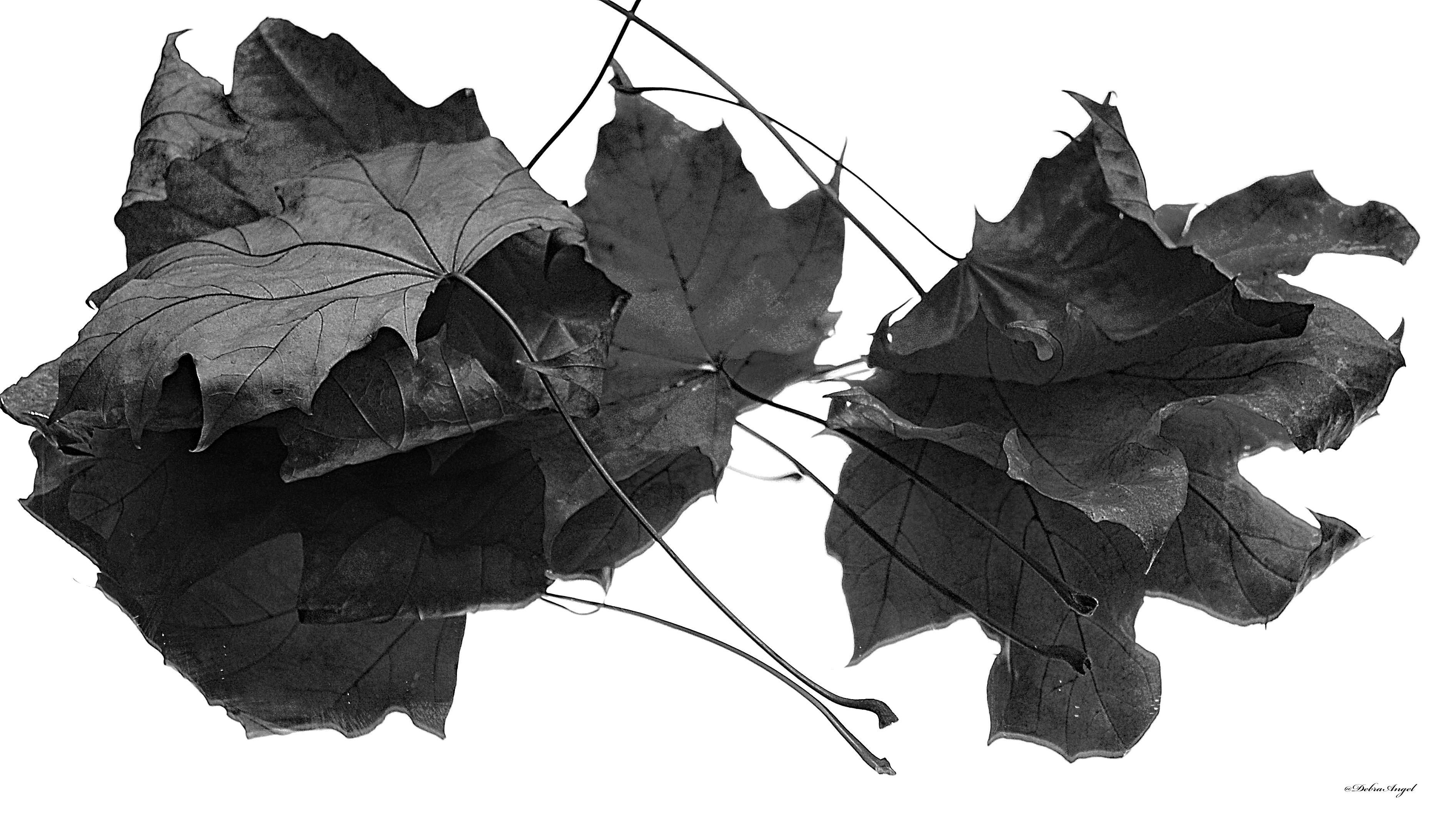 b&w c.jpg