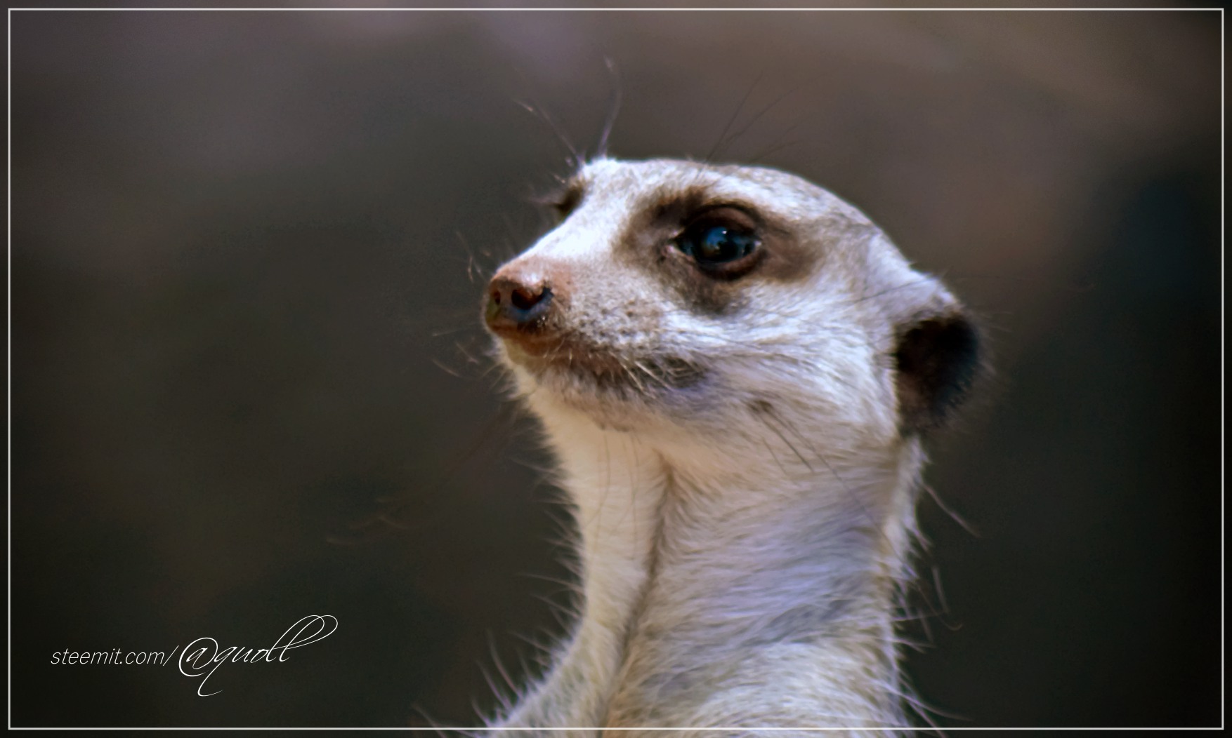 Meerkat_portrait_by_Quoll_Pengo_Peter_Halasz_DSC_8091.jpg