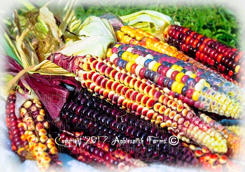 organic_painted_mountain_corn_3.jpg