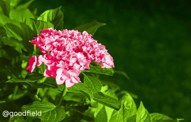 hydrangea_single small.jpg