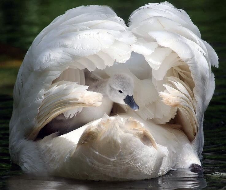 bedroom for a little swan..jpg