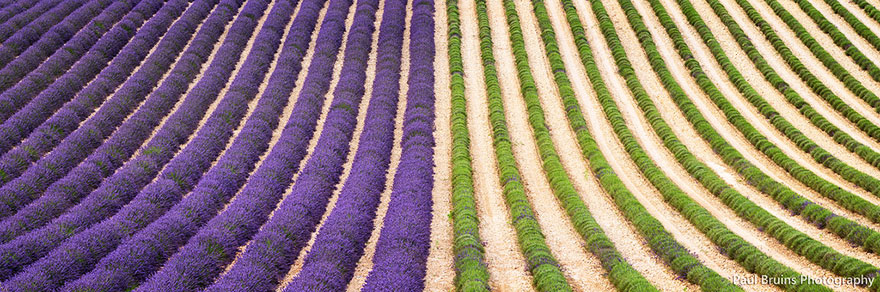 lavender-fields-harvesting-3.jpg