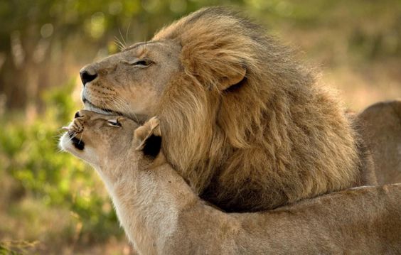 b2d4e68830637efad9571c1779efcf4a--lion-and-lioness-lion-love.jpg