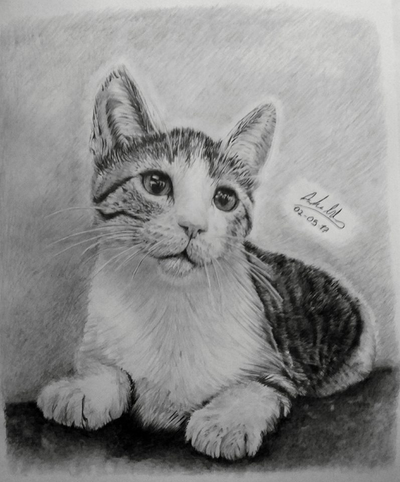 Drawing a realistic cat 