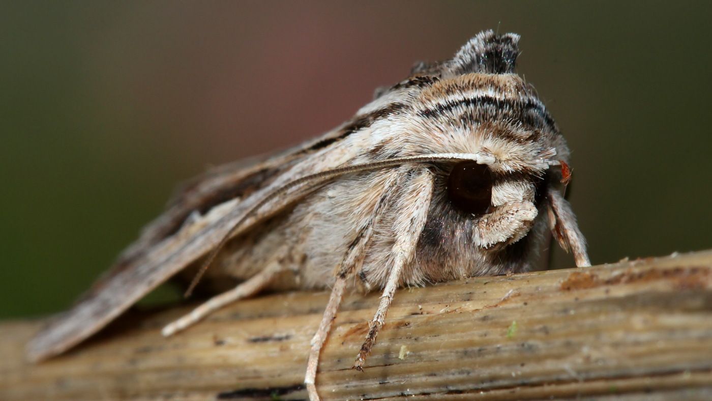 Noctuidae Persectania Southern Army Wormewingii Tas n2 BY MV 2017-09-22.jpg