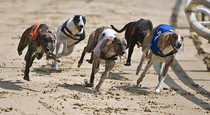 Romford Greyhound Stadium. This was really difficult to photograph because the dogs are so quick. This is a group as it goes around the first bend.jpg