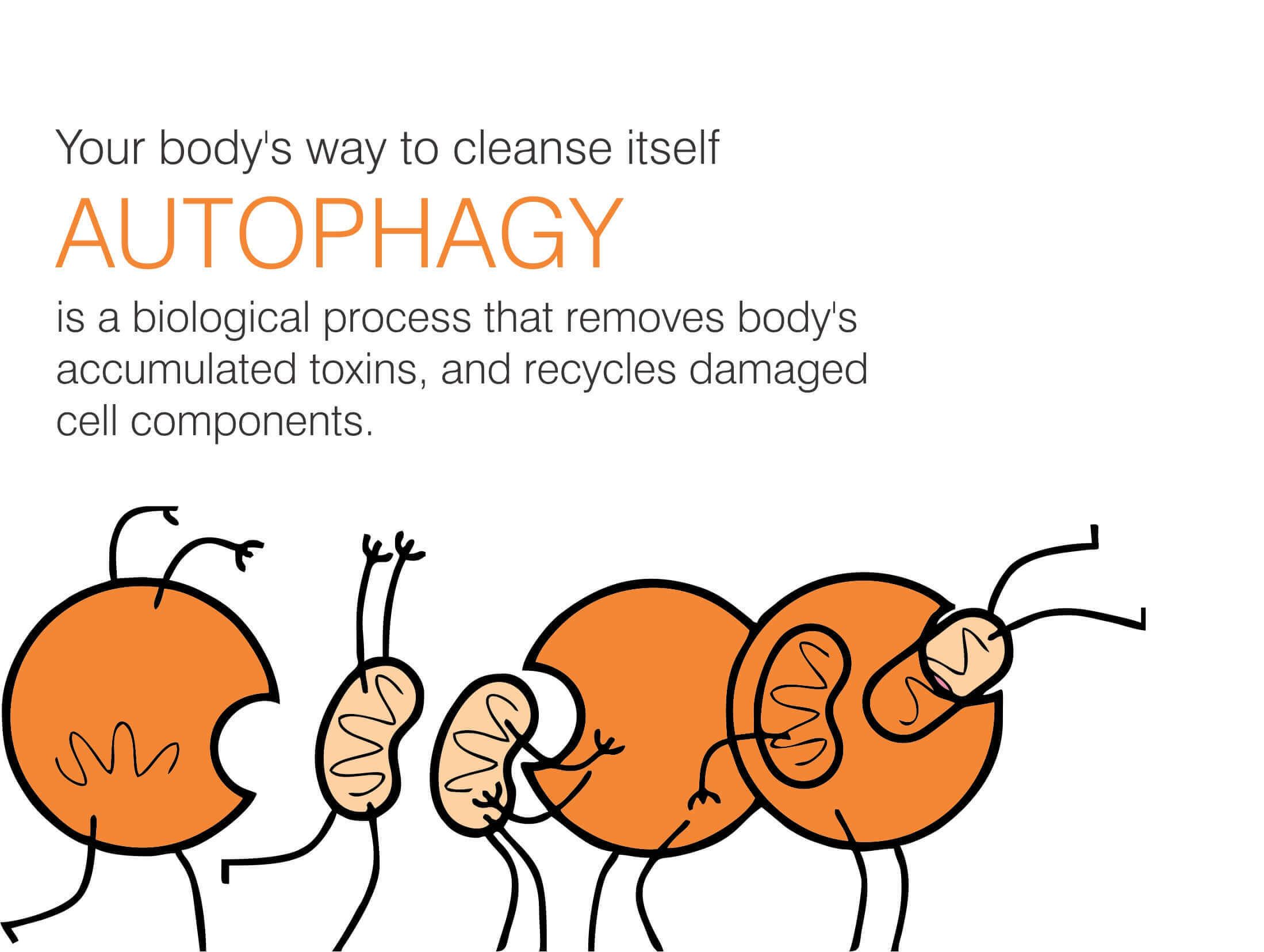 Autophagy.jpg