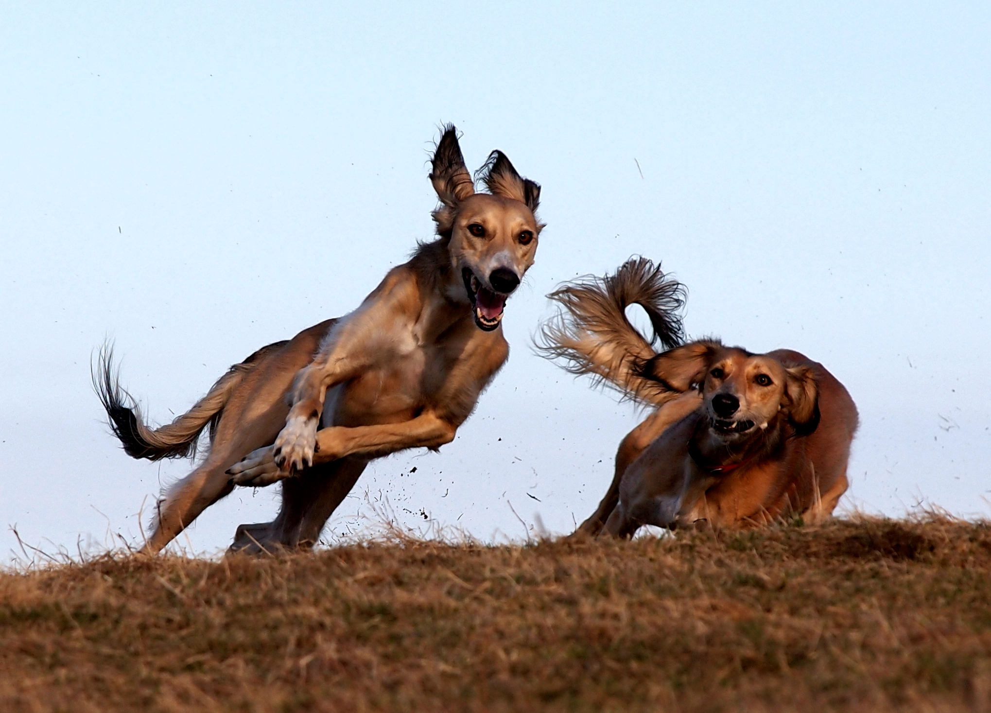 Saluki sighthound best sale