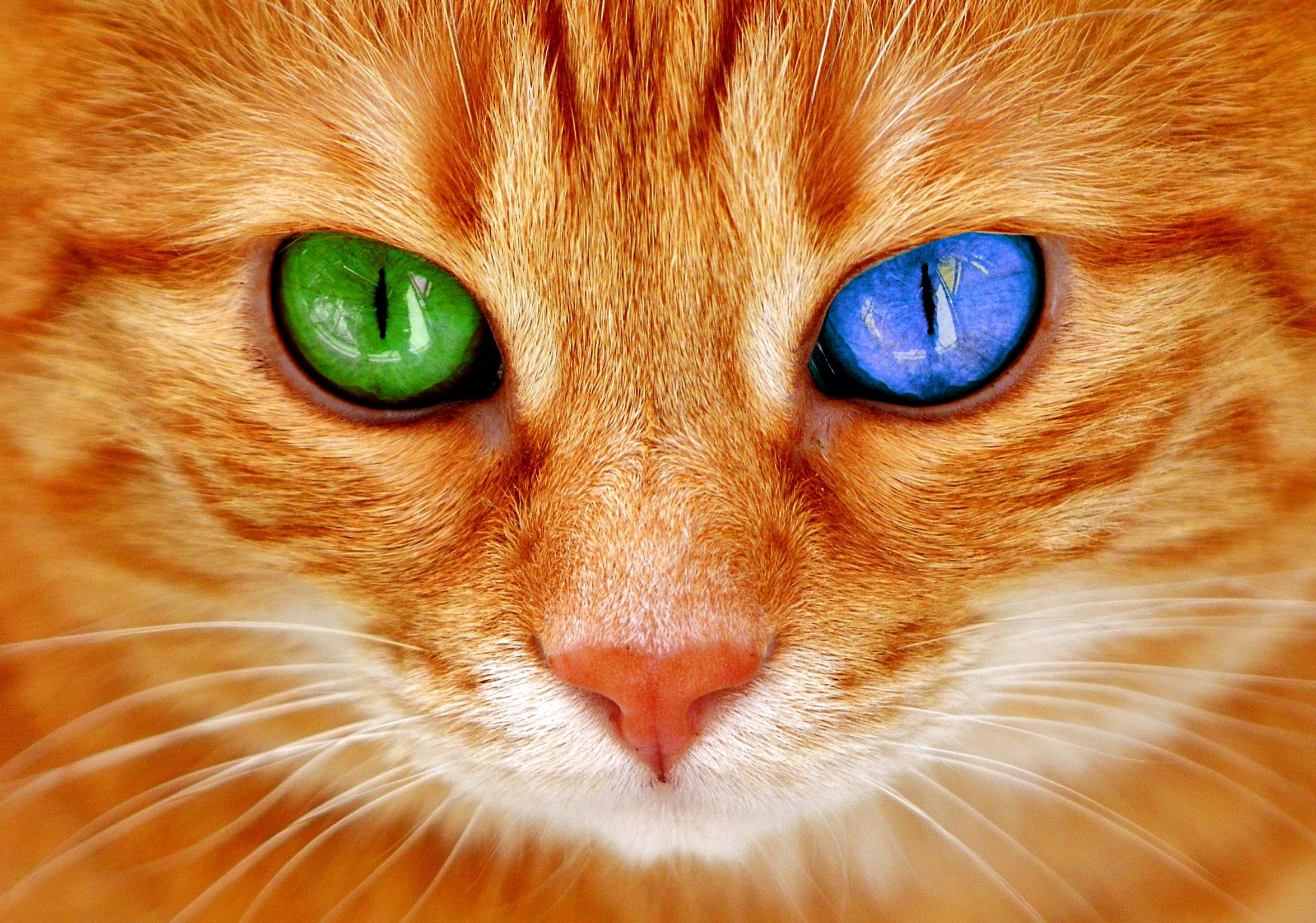 The Meaning Of The Colors Of Cats Steemit