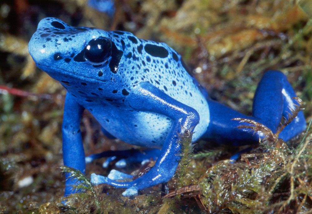 FROG 005A Blue dart frog.jpg