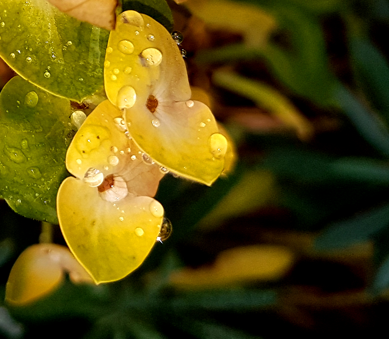 closeupdroplets.jpg