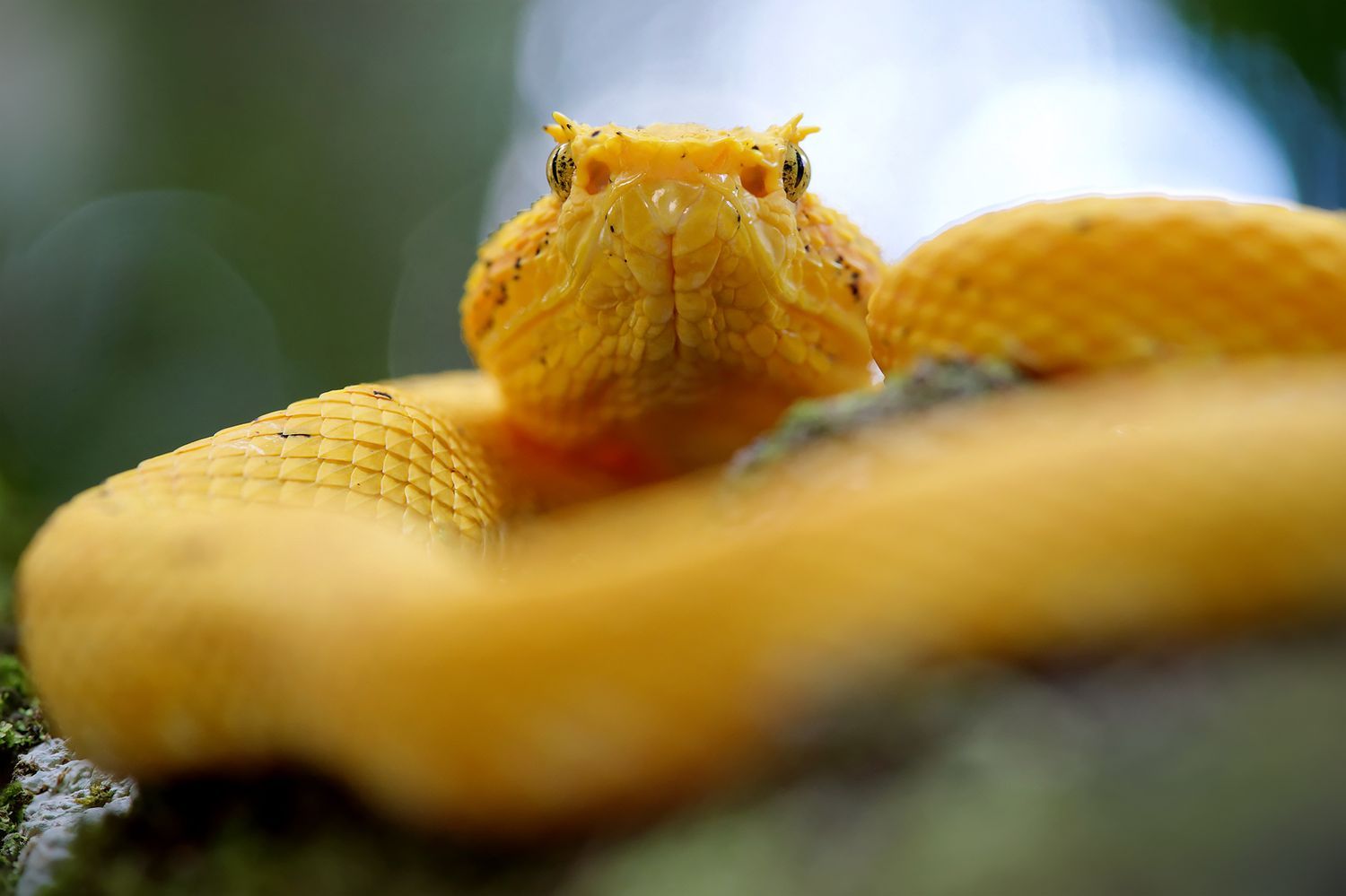 CostaRicaBerroneau-009.jpg