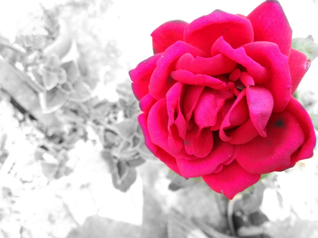 Image-1521180701823.jpg