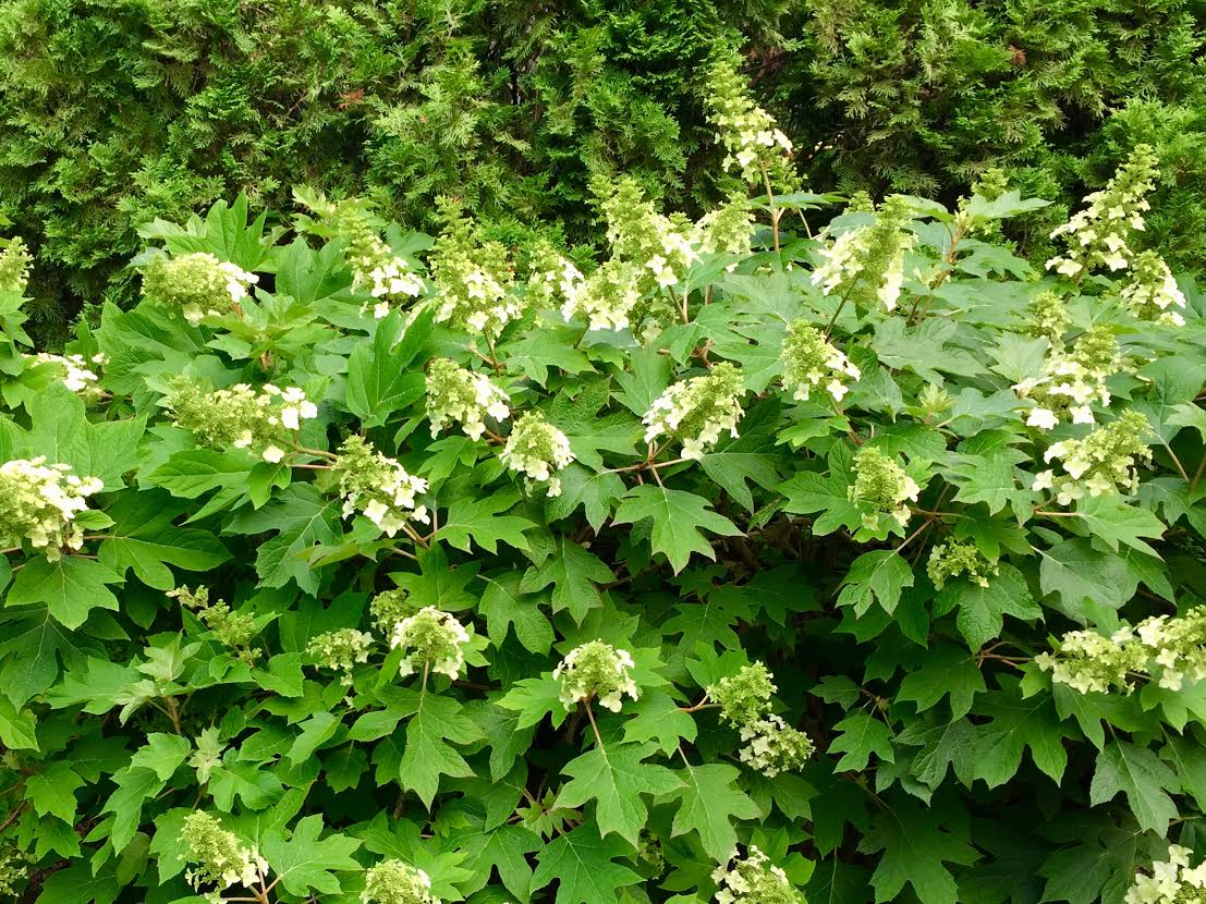 post oakleaf hydrangea.jpg