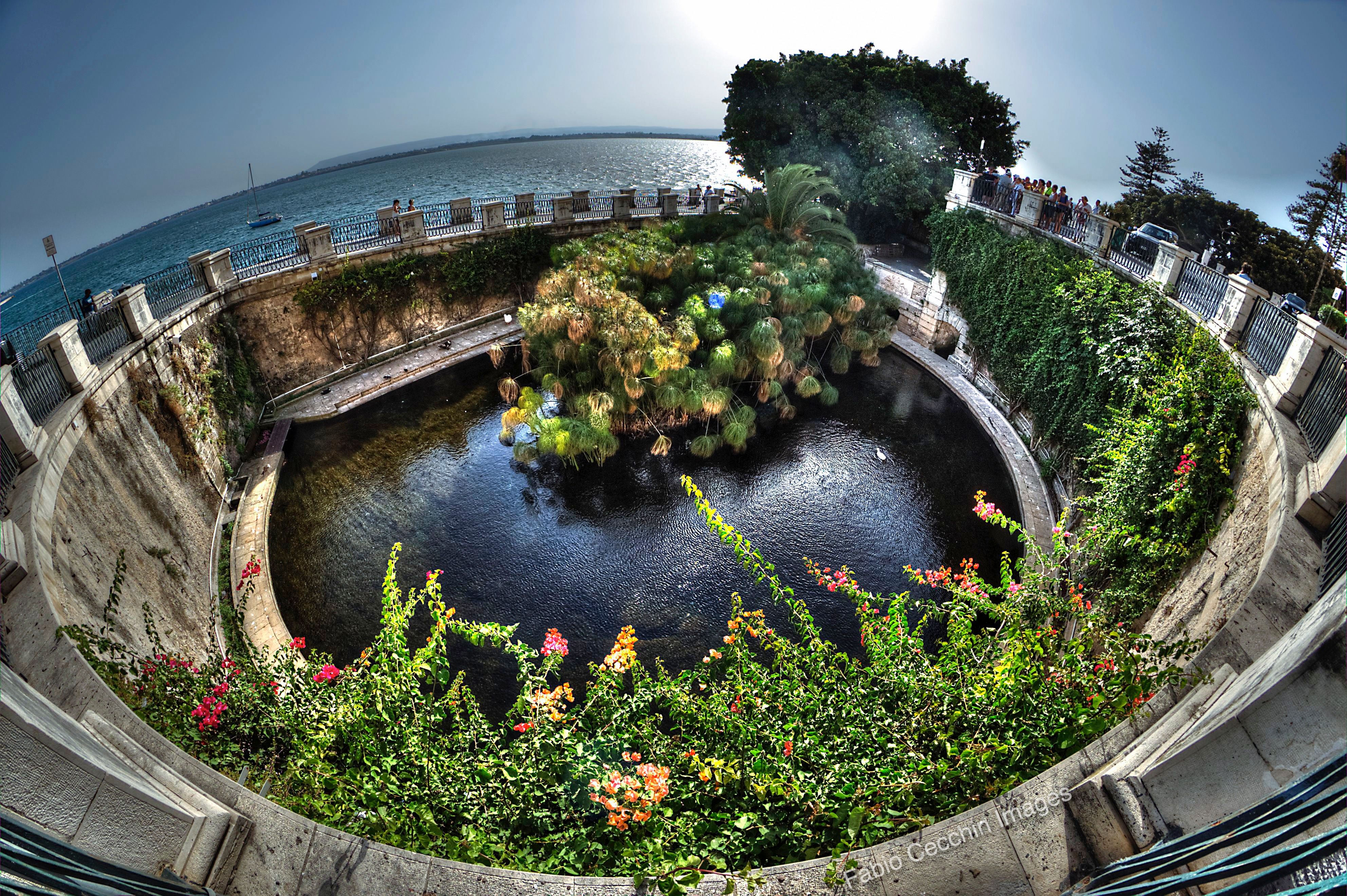 La_Fonte_Aretusa_(Ortigia,_Siracusa),_The_source.jpg