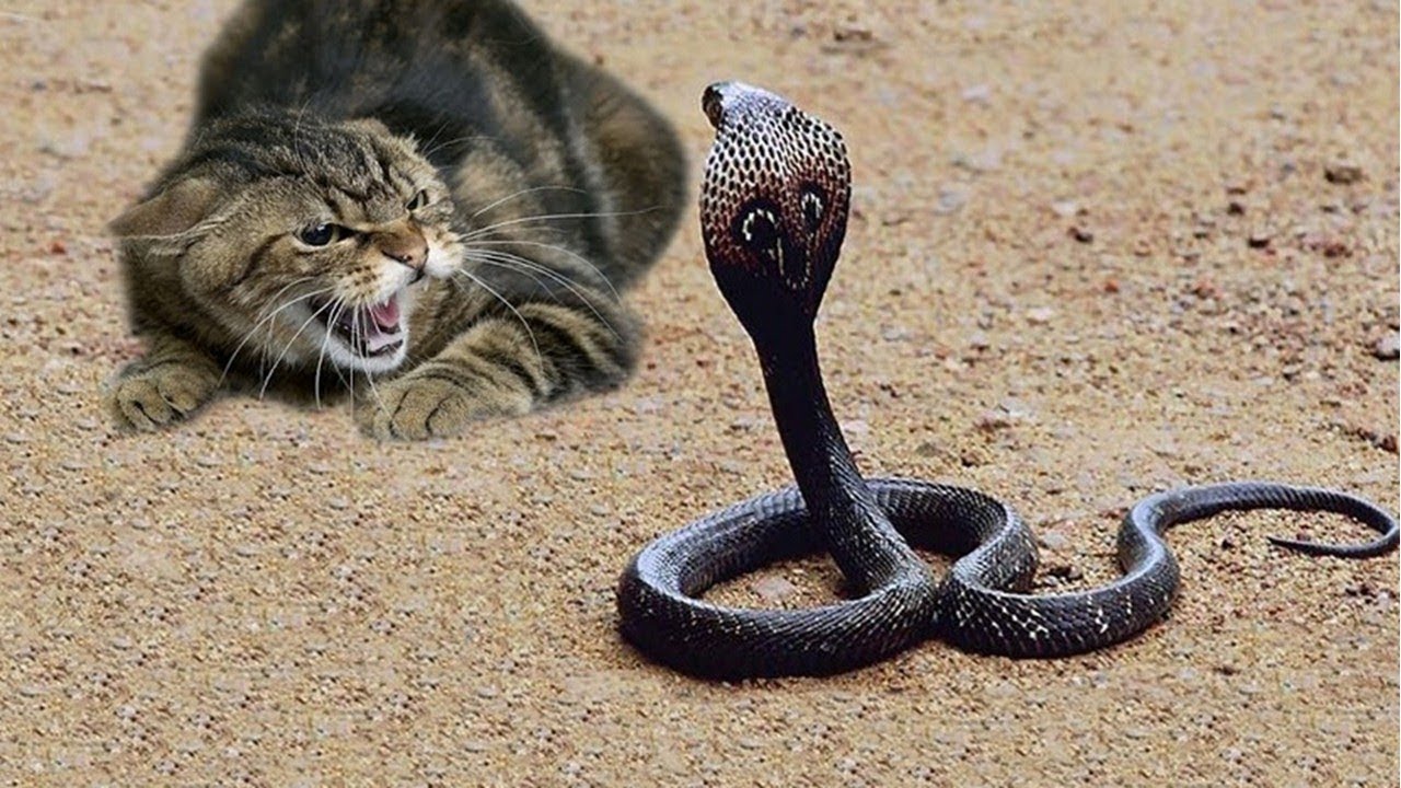 Why The Snakes Are Afraid of Cats (An Original Children's Story) — Steemit