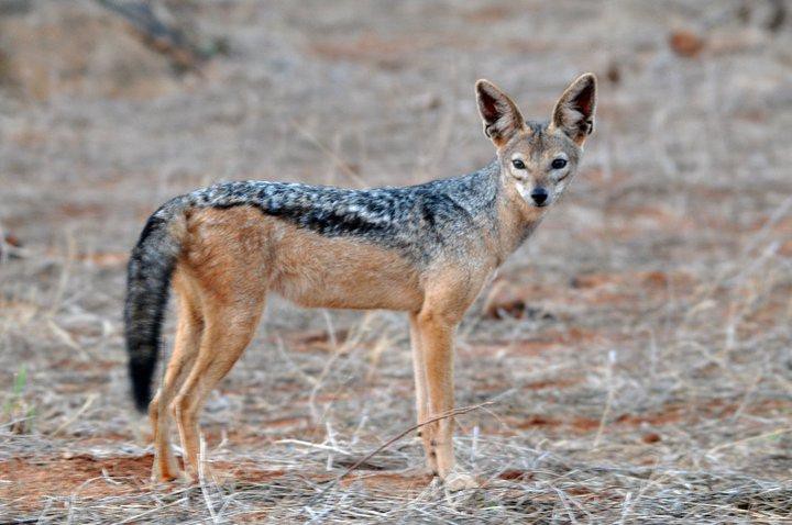 black-backed-jackal1.jpg