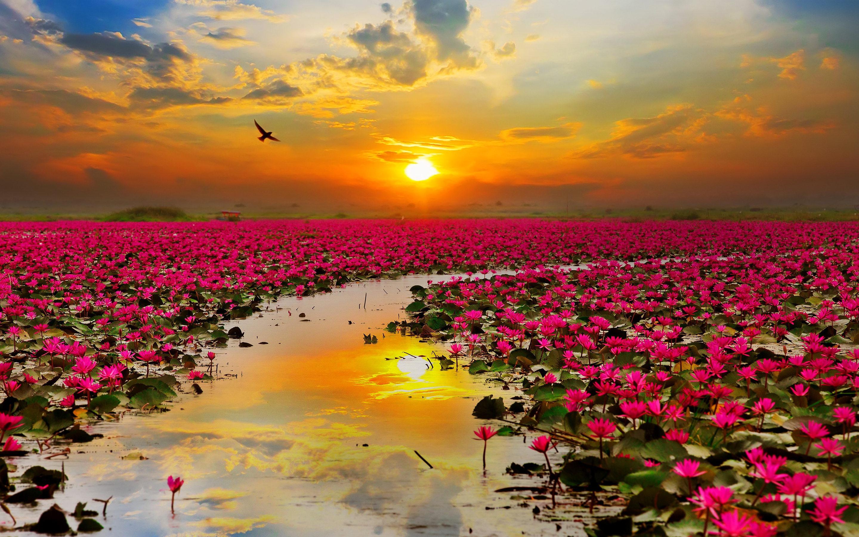 lotus_flowers-wide.jpg