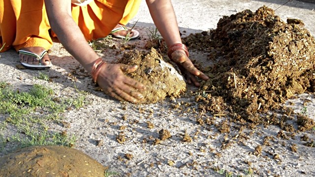 cow-dung (1).jpg