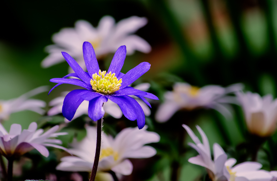 Blue Wind Flower.jpg