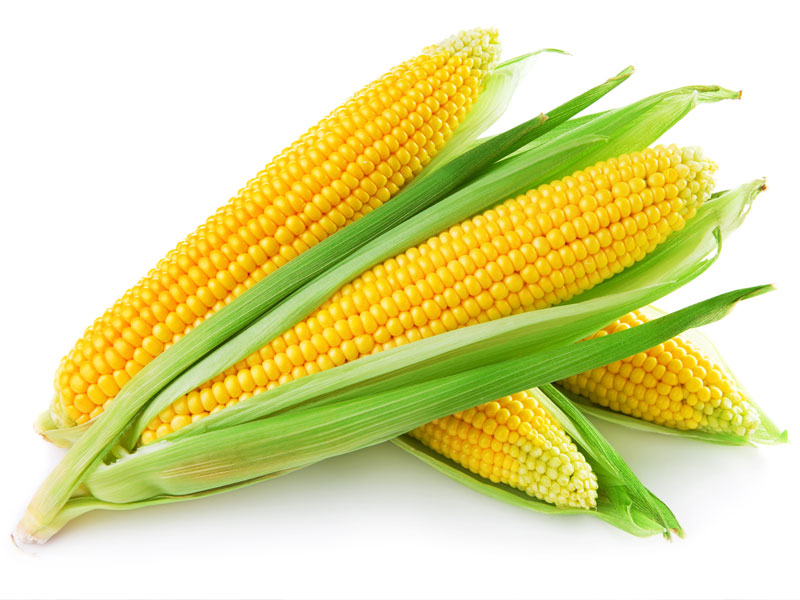 The Mais or Corn — Steemit