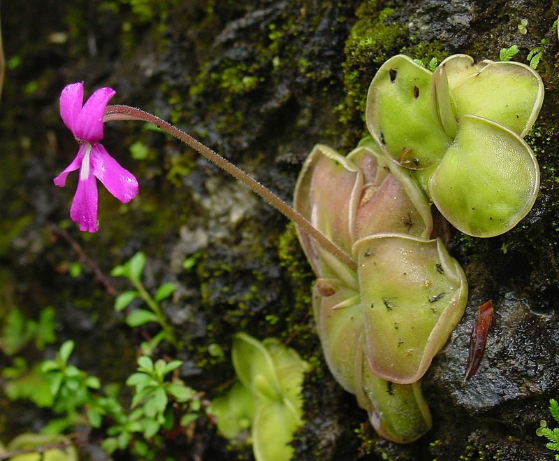 @bacabaca pinguicula.jpg