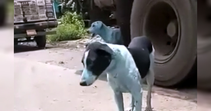 cachorro-azul-india-2.jpg
