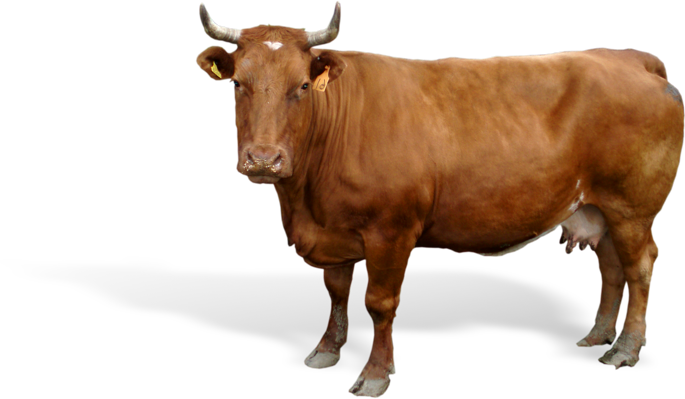 cow.png