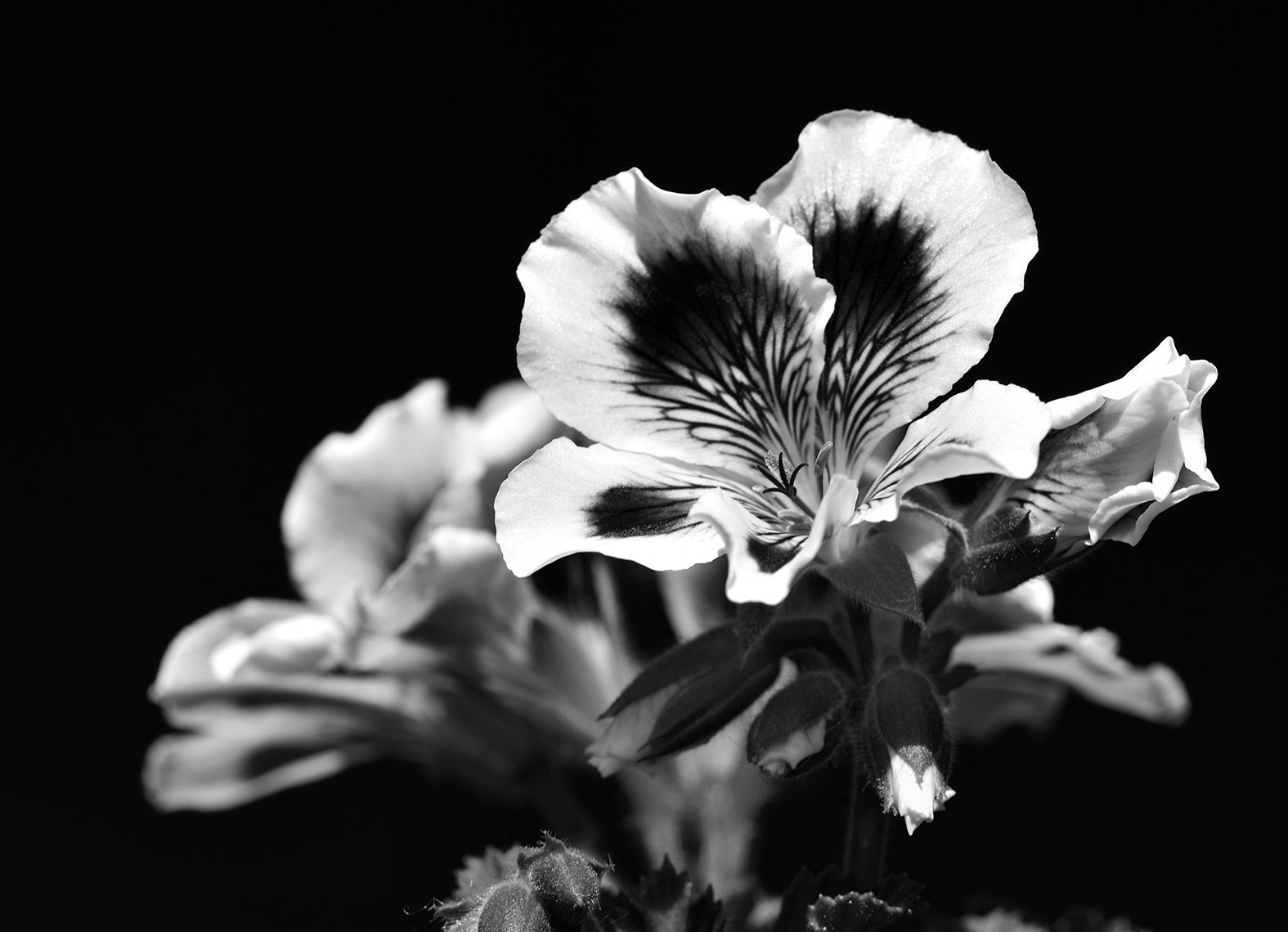 Pelargonium Regalia Lilac bw.jpg
