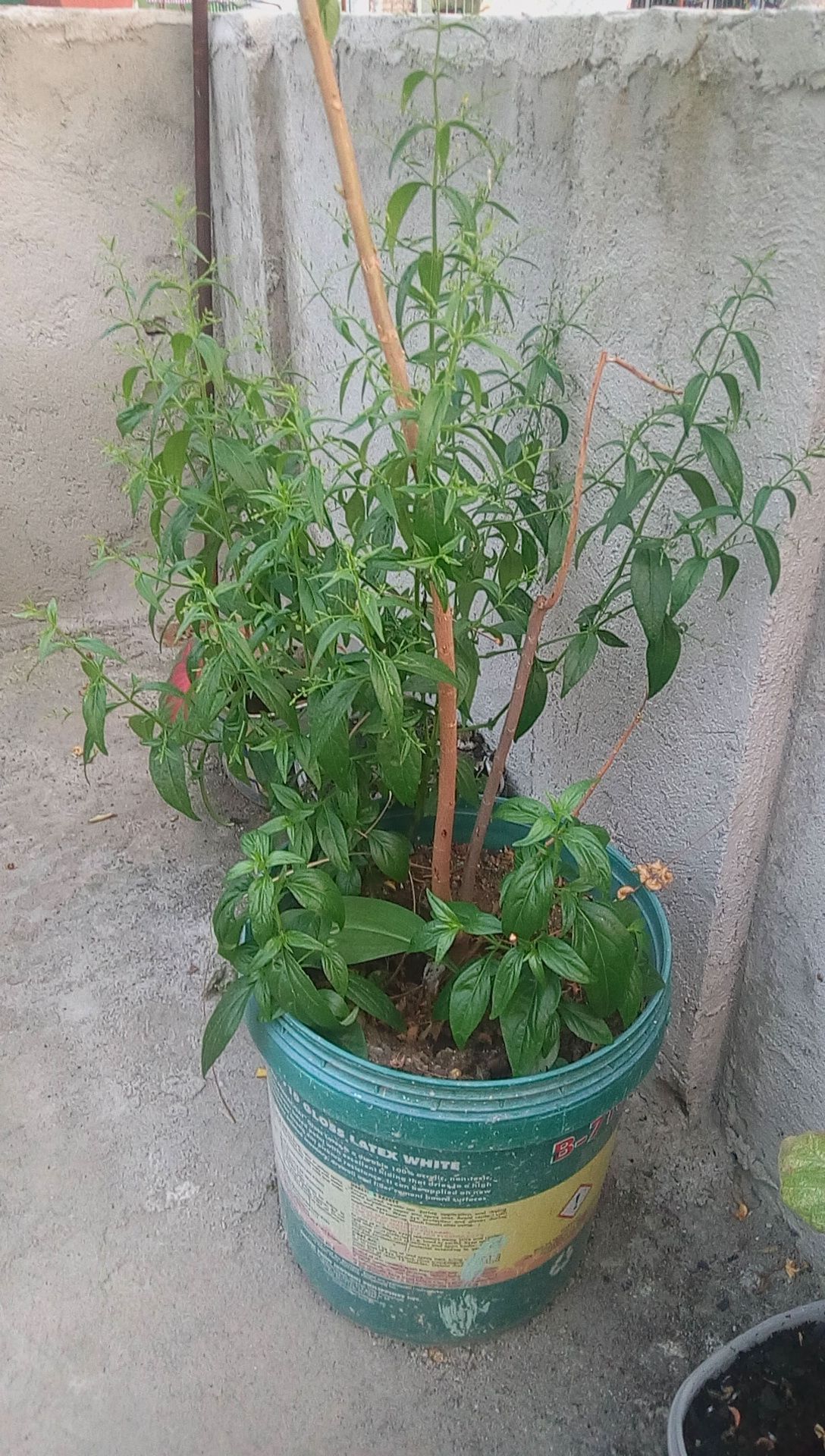 How to take care serpentina plant