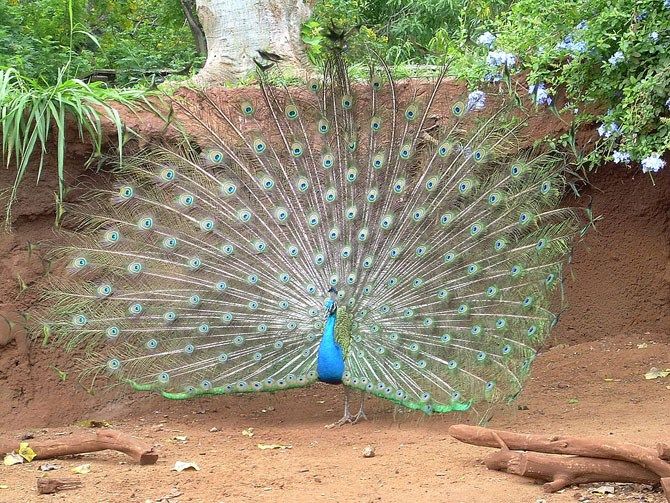 National Bird Peacock.jpg