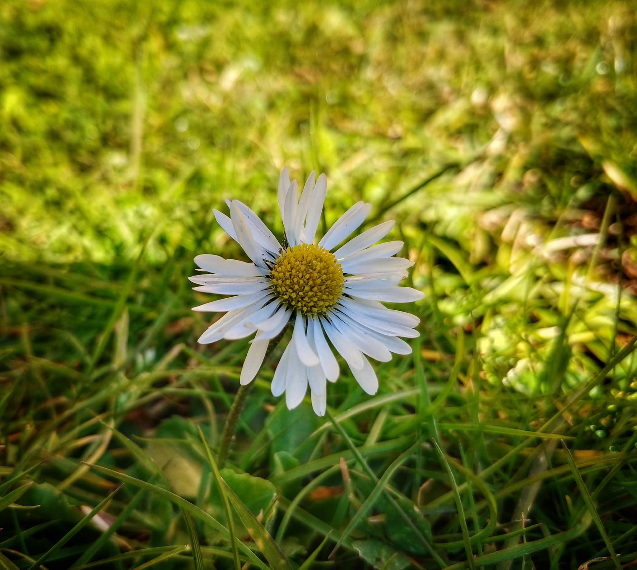 white flower.jpg