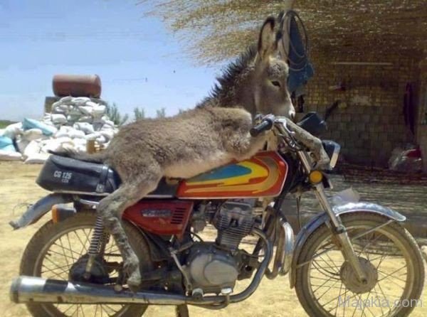 Donkey-Trying-To-Ride-A-Bike-600x446.jpg