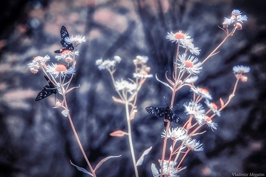 chernobyl-hpotographs-infrared-vladimir-migutin-11-5a74731f7b369__880.jpg