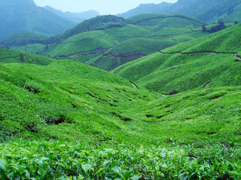 Munnar-Hill-Station-Tea-Estate.jpg